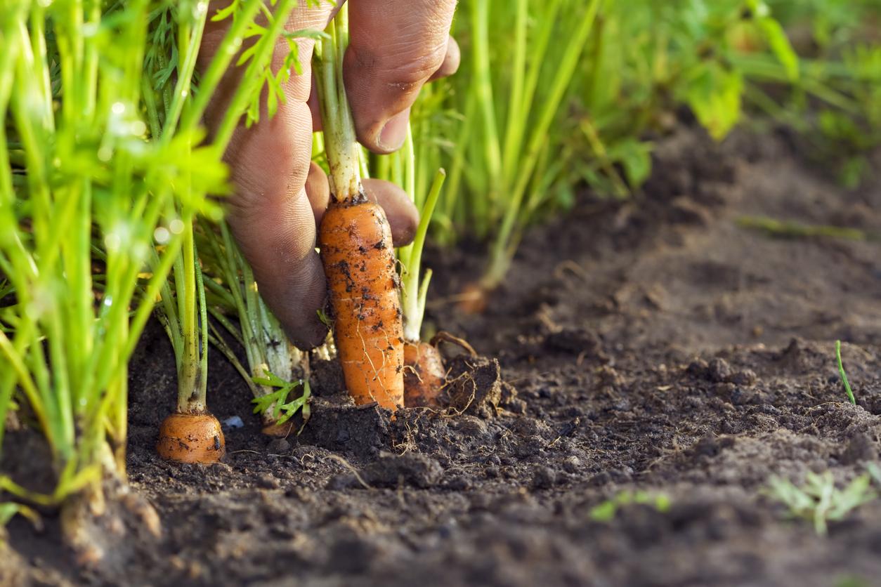What is a buried penis and how is it related to Ozempic dick?