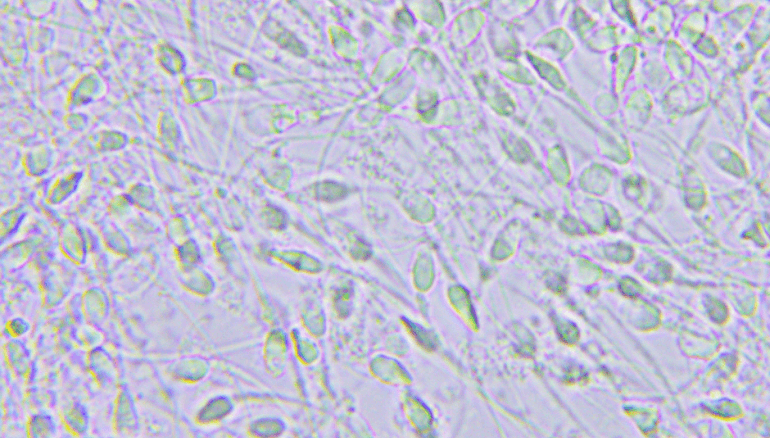 When does a male become fertile?